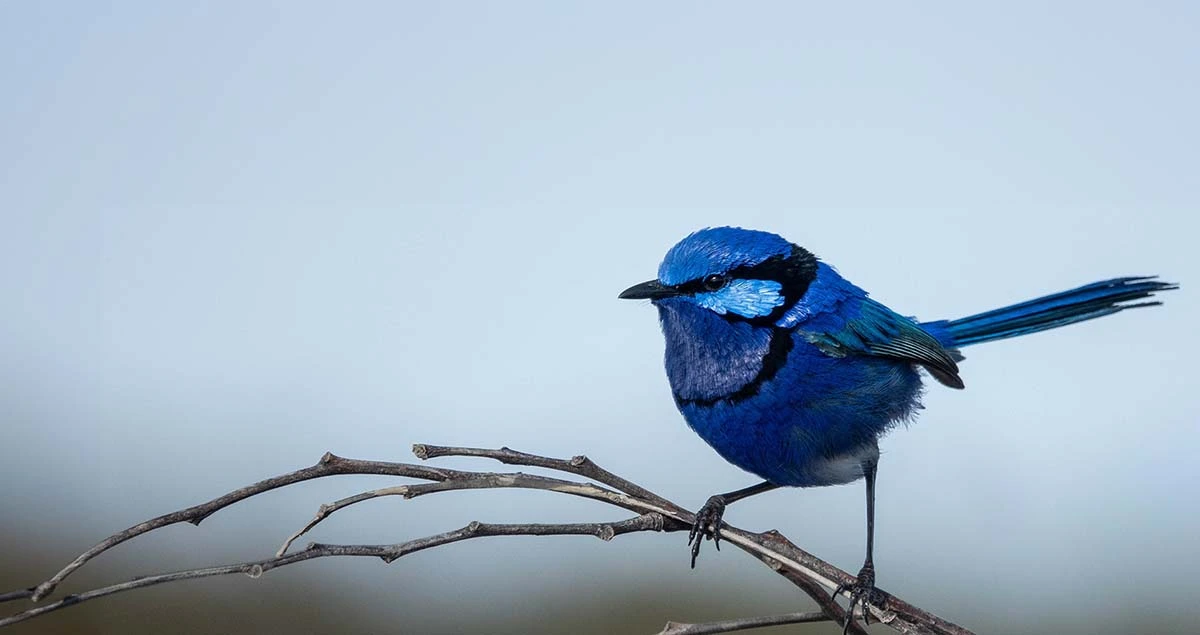 splendidfairywren birds