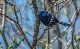Splendid Fairy-Wren austaralia birds