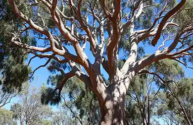 Eucalyptus tree australia photography